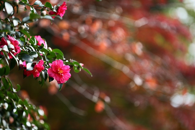 a0242438_19514137.jpg