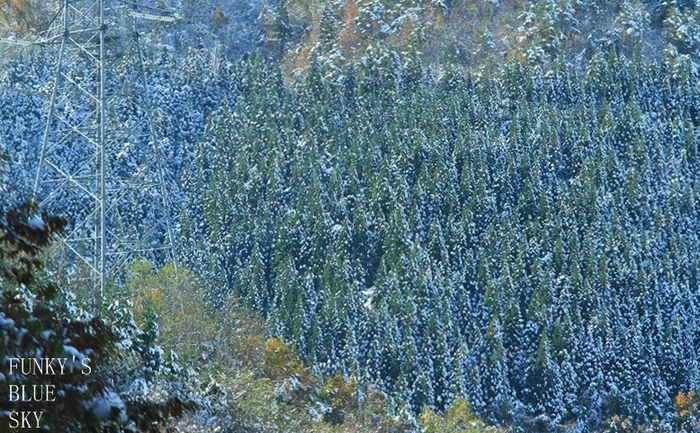 c0145250_2051512.jpg