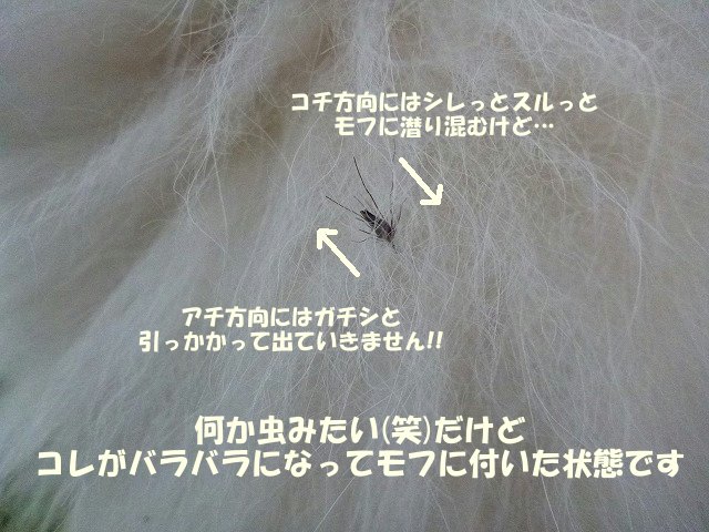 e0176159_2144631.jpg