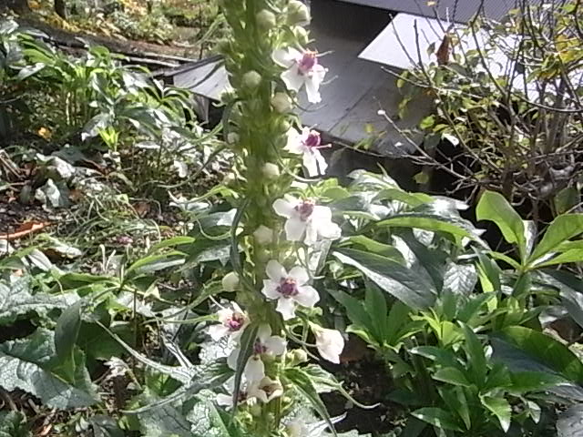 a0146070_54498.jpg