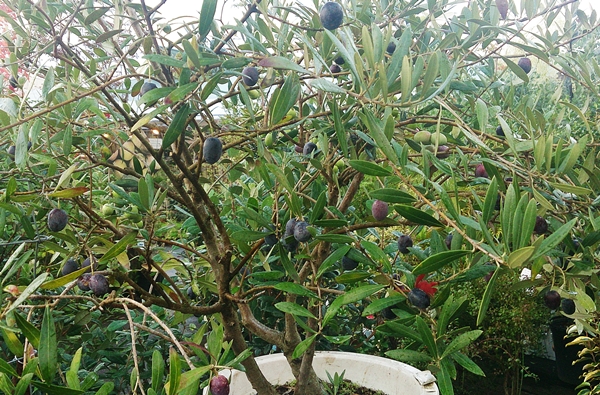 c0222474_1210211.jpg