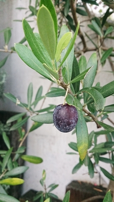 c0222474_1223325.jpg