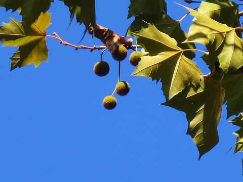 a0317576_15104145.jpg