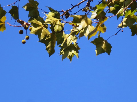 a0317576_1510829.jpg