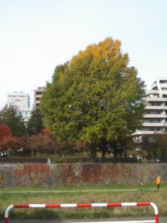 a0316677_18431526.jpg