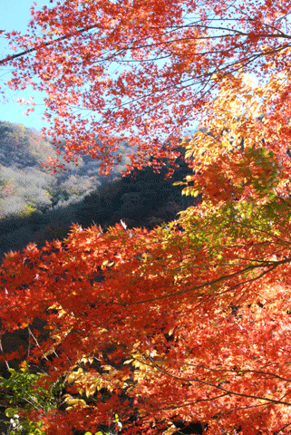 c0051105_0311198.gif