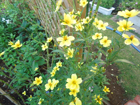 黄色い花は玄関に～♪ 悠遊素敵生活