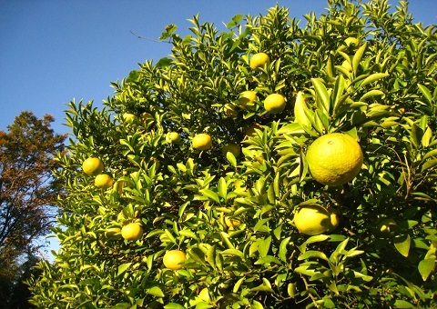 c0084117_17431688.jpg