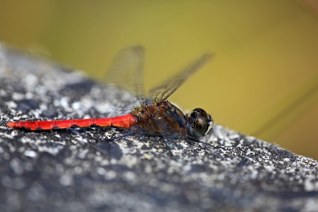 a0242438_20101011.jpg