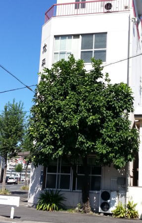 c0181465_1725298.jpg