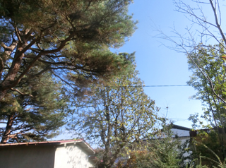d0198667_172642100.jpg