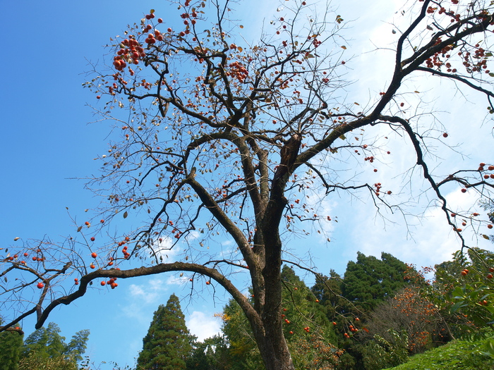 a0260570_1334141.jpg