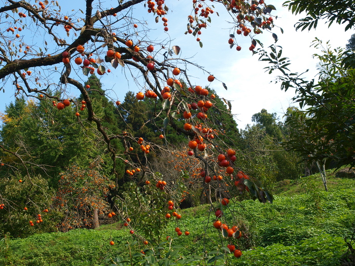 a0260570_13342629.jpg