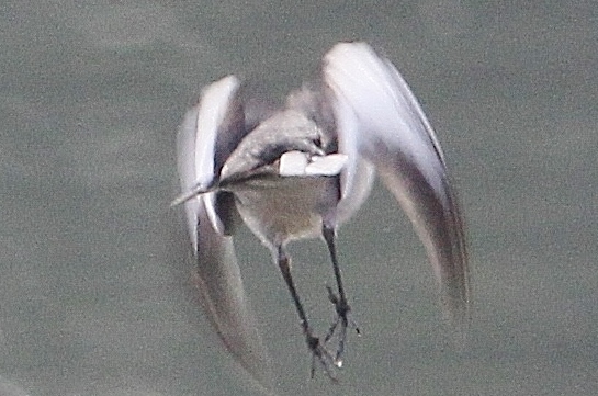 c0172139_941731.jpg