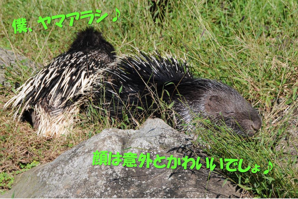 c0147241_1749414.jpg