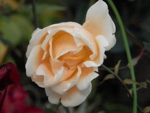 e0288951_14512171.jpg