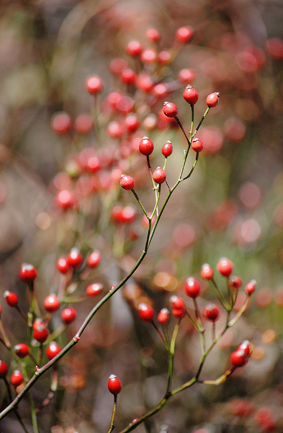 a0001354_2233112.gif