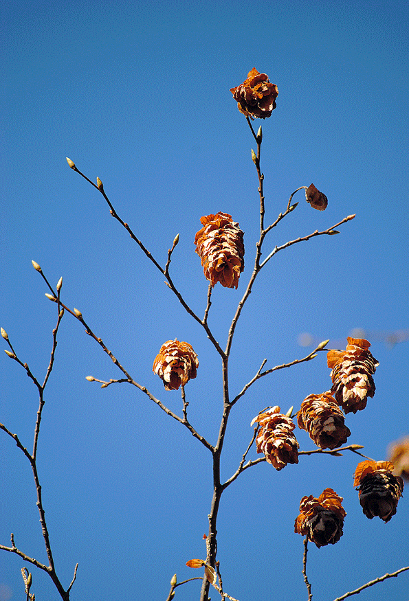 a0001354_2241770.gif
