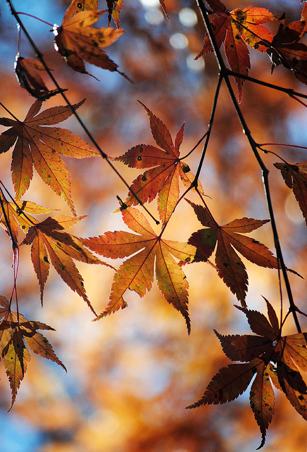 a0001354_2251994.gif