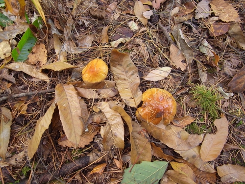 c0166668_7135626.jpg