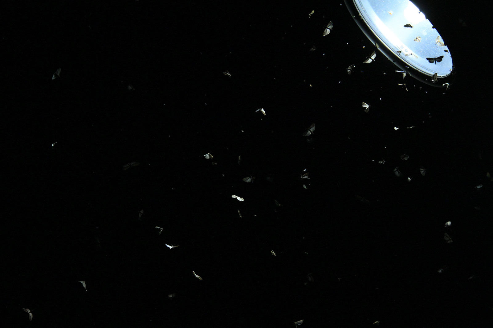 a0146869_21353528.jpg
