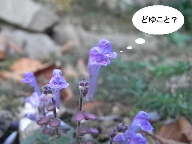 a0146070_68241.jpg