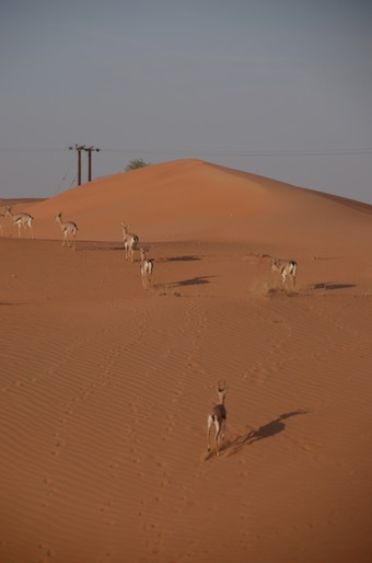e0066474_5222060.jpg