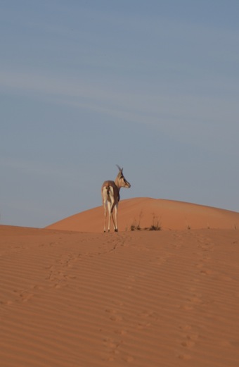 e0066474_523332.jpg