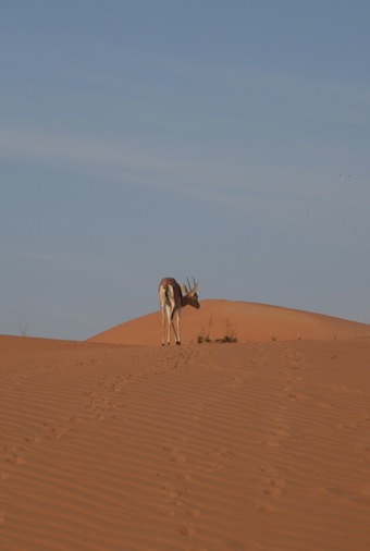 e0066474_5233834.jpg