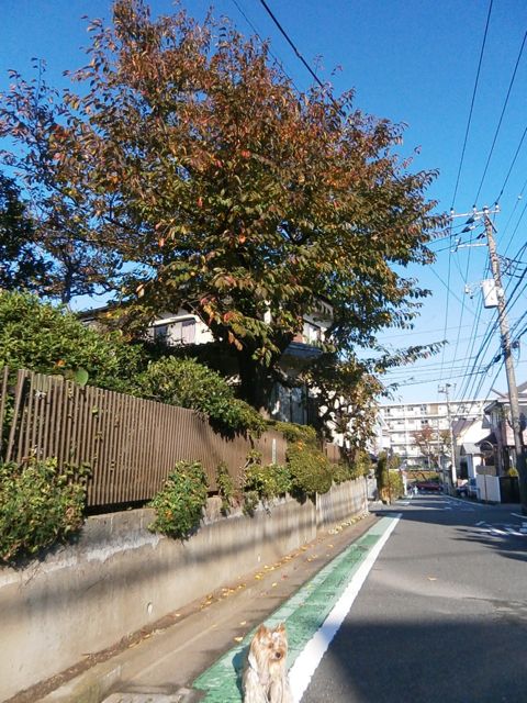 f0130894_21505113.jpg