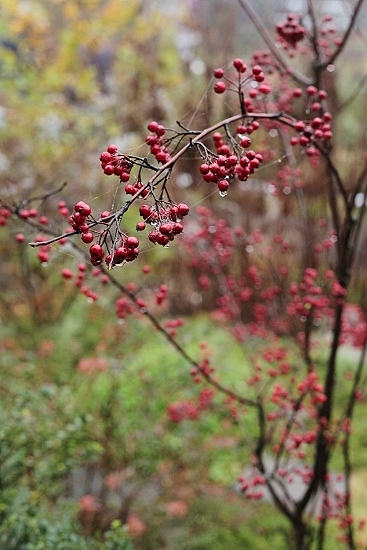 e0209997_0391365.jpg