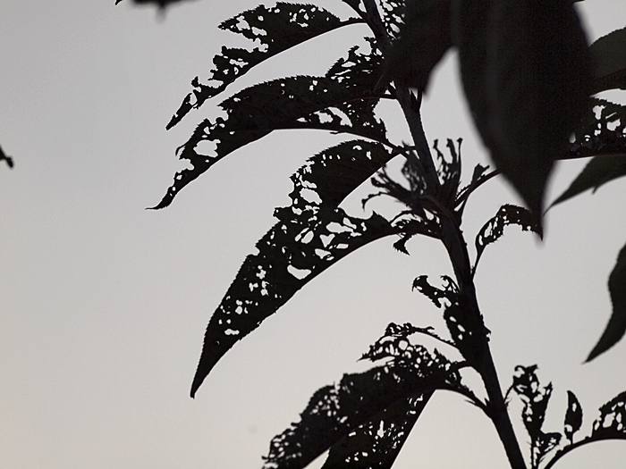 c0187503_21541965.jpg