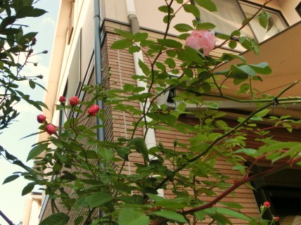 c0204121_1502143.jpg