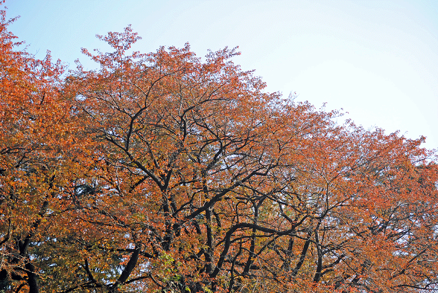 a0001354_2285016.gif