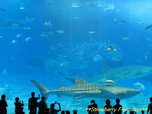 c0087094_14274840.jpg
