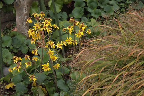 d0001008_109155.jpg