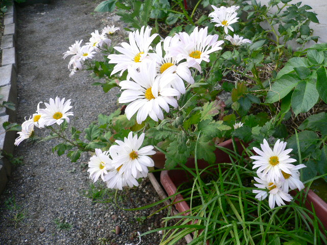 a0249215_7495772.jpg