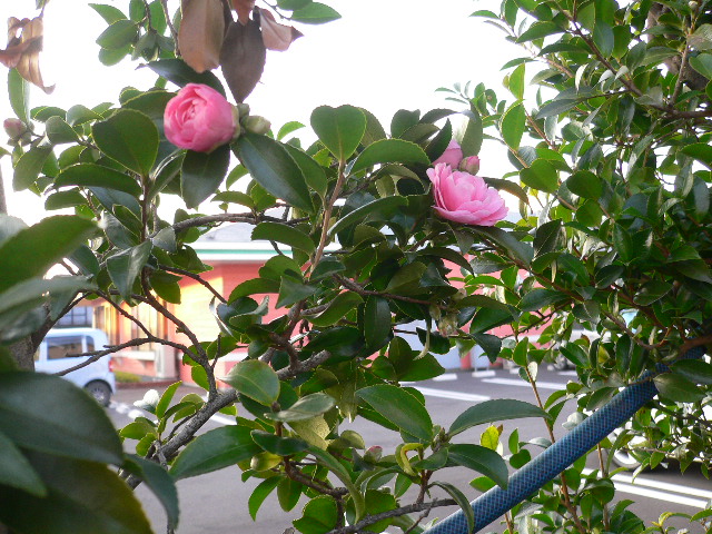 a0249215_7503070.jpg