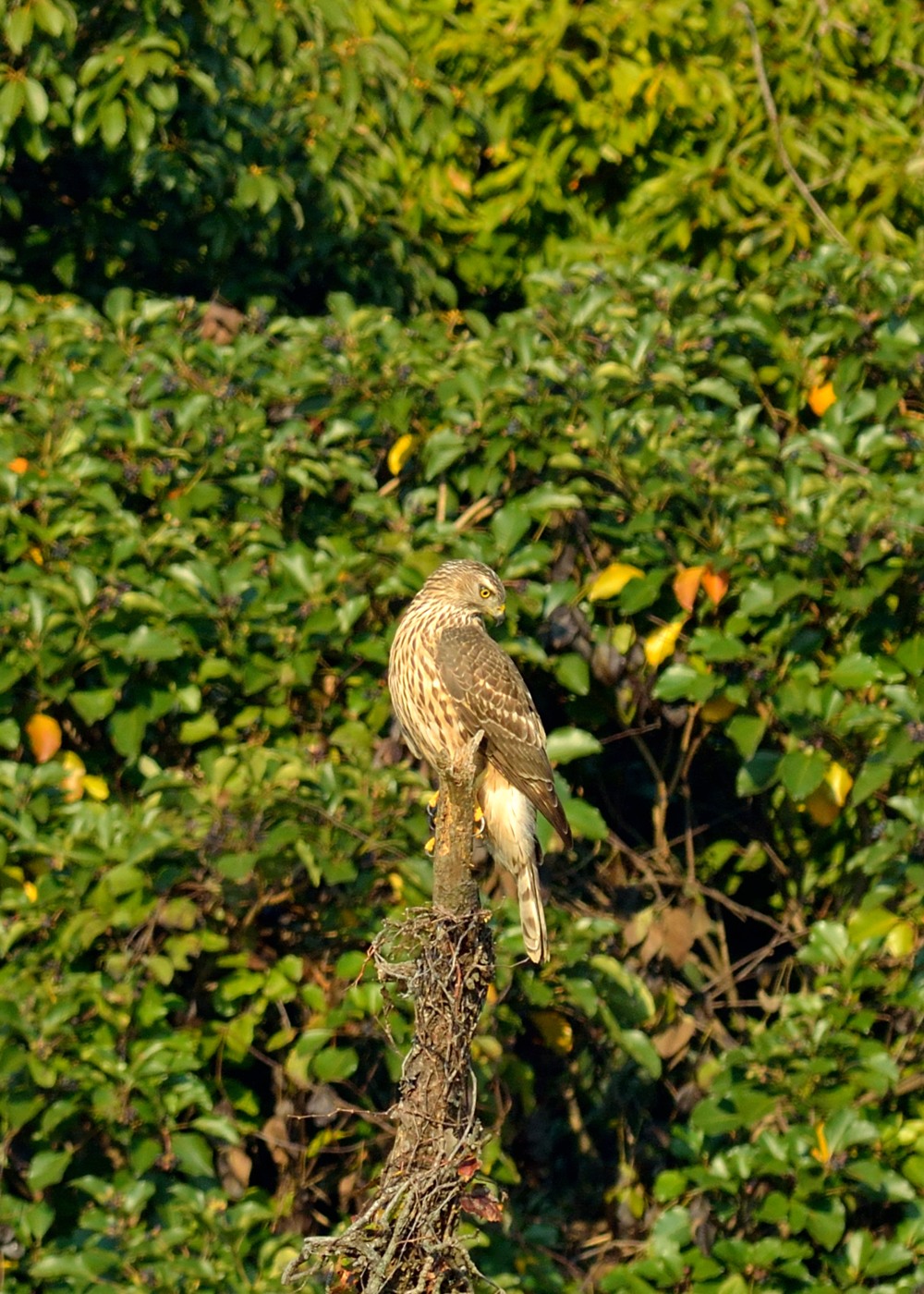 a0165725_8564520.jpg