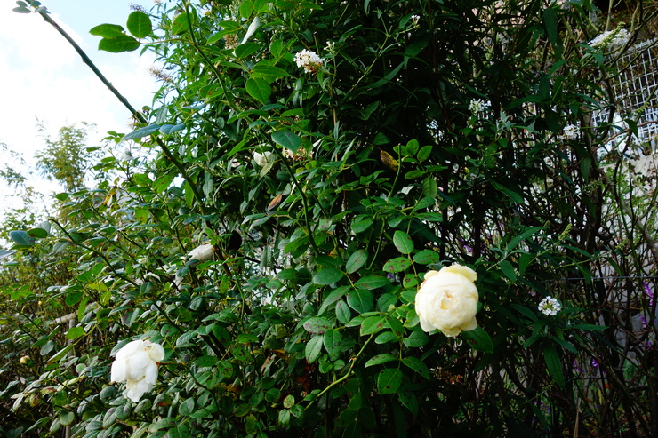 a0287336_19195683.jpg