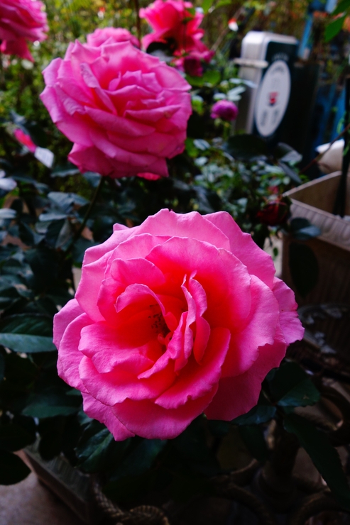 a0287336_19313635.jpg