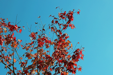 c0068639_21585086.gif