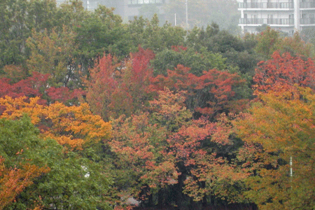 c0068639_22264885.gif