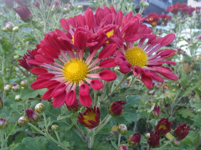 a0054240_22344025.jpg