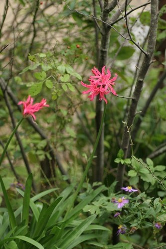 c0186463_174422.jpg