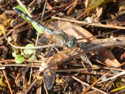 d0240983_20153529.jpg