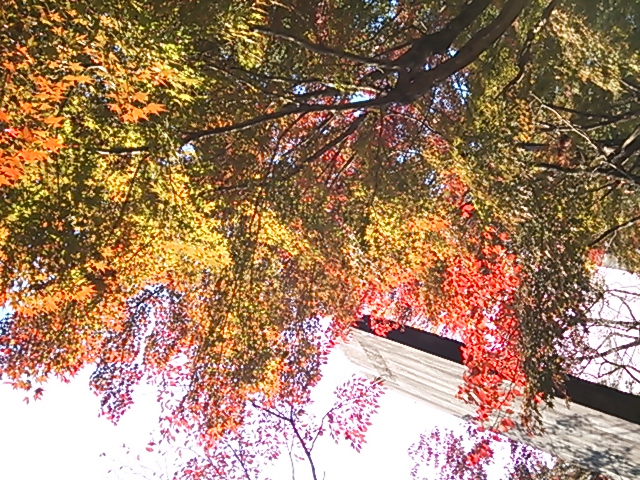 c0204188_21164874.jpg