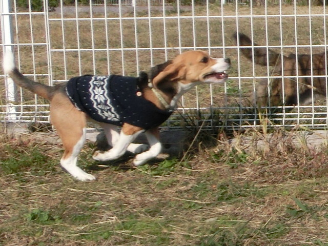 a0319693_20352777.jpg
