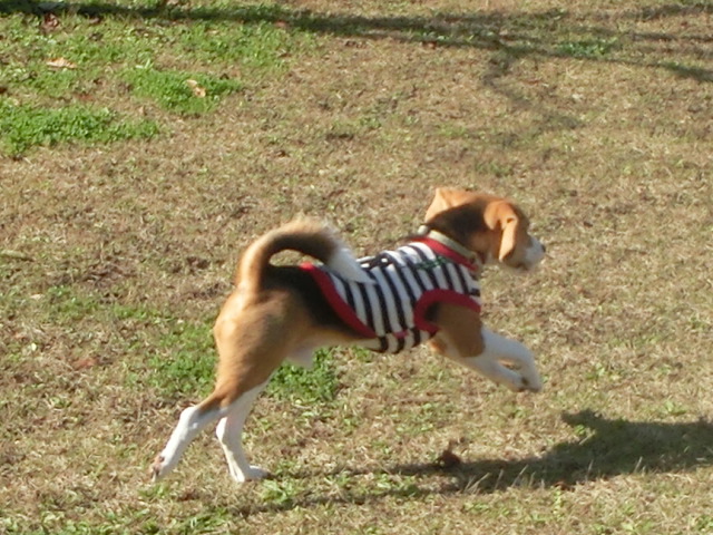 a0319693_8232426.jpg
