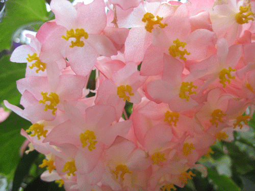 a0030594_1947278.gif